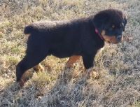 Rottweiler Puppies for sale in Alvarado, Minnesota. price: $500
