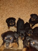 Rottweiler Puppies for sale in Nashville, TN, USA. price: $1,000