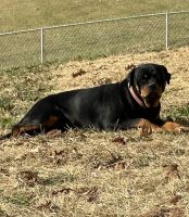 Rottweiler Puppies for sale in Tazewell, TN 37879, USA. price: $100,000