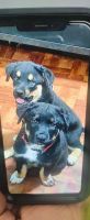 Rottweiler Puppies for sale in Queens Village, New York. price: $3,000