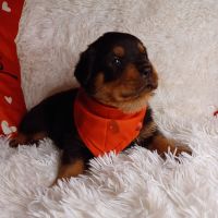 Rottweiler Puppies for sale in Philadelphia, PA 19124, USA. price: $2,800