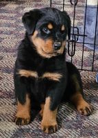 Rottweiler Puppies for sale in Terre Haute, Indiana. price: $900