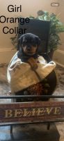 Rottweiler Puppies for sale in Terre Haute, Indiana. price: $1,500