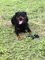 Rottweiler Puppies for sale in Orlando, FL, USA. price: $800