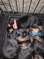Rottweiler Puppies for sale in Perris, California. price: $1,600