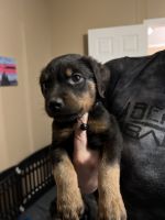 Rottweiler Puppies for sale in Denton, Texas. price: $600