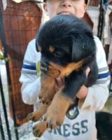 Rottweiler Puppies for sale in New Haven, Connecticut. price: $650