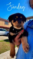 Rottweiler Puppies for sale in Gretna, Louisiana. price: $650