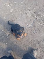 Rottweiler Puppies for sale in Lostant, Illinois. price: $1,400