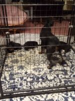 Rottweiler Puppies for sale in Seneca, South Carolina. price: $450