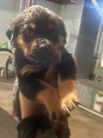Rottweiler Puppies for sale in Cleveland, Ohio. price: $800