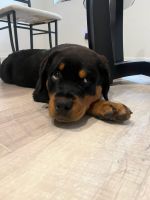 Rottweiler Puppies for sale in Cleveland, Ohio. price: NA