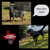 Rottweiler Puppies for sale in Dallas, TX, USA. price: $3,500