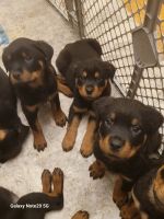 Rottweiler Puppies for sale in Barnum, Minnesota. price: $1,100