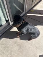 Rottweiler Puppies for sale in Mesa, AZ, USA. price: $850