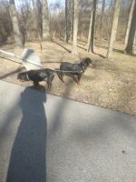 Rottweiler Puppies for sale in Columbus, Ohio. price: $800