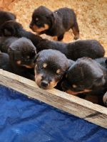 Rottweiler Puppies for sale in Farmington Hills, Michigan. price: $1,500