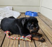Rottweiler Puppies for sale in York, South Carolina. price: $2,000