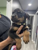 Rottweiler Puppies for sale in Amityville, New York. price: NA
