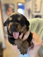 Rottweiler Puppies for sale in Fayetteville, Ohio. price: $500
