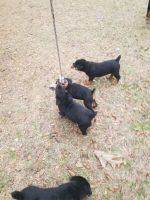 Rottweiler Puppies for sale in Tallahassee, Florida. price: $1,000