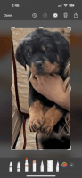 Rottweiler Puppies for sale in Naugatuck, CT 06770, USA. price: $1,100