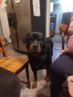 Rottweiler Puppies for sale in Lancaster, Pennsylvania. price: $1,200