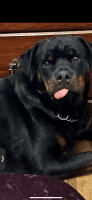 Rottweiler Puppies for sale in Rockford, Illinois. price: $2,500