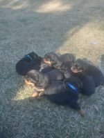 Rottweiler Puppies for sale in Summerville, South Carolina. price: $2,000