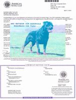 Rottweiler Puppies for sale in Hertford, North Carolina. price: $1,500