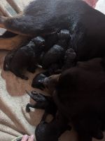 Rottweiler Puppies for sale in Orlando, Florida. price: $1,000