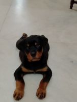 Rottweiler Puppies for sale in Kannur (Cannanore), Kerala. price: 16,000 INR