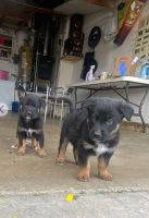 Rottweiler Puppies for sale in Lancaster, California. price: NA