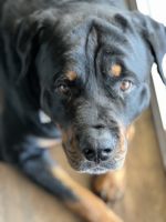 Rottweiler Puppies for sale in Kill Devil Hills, North Carolina. price: NA