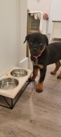 Rottweiler Puppies for sale in Muskegon, Michigan. price: $3,000