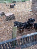 Rottweiler Puppies for sale in Kenna, West Virginia. price: $800