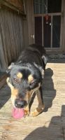 Rottweiler Puppies for sale in Gobles, Michigan. price: NA