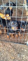 Rottweiler Puppies for sale in Charlottesville, Virginia. price: $800