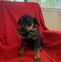 Rottweiler Puppies for sale in Homosassa, Florida. price: $1,000