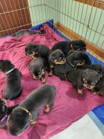 Rottweiler Puppies for sale in Barker, New York. price: $2,000