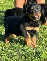 Rottweiler Puppies for sale in Port St. Lucie, Florida. price: NA