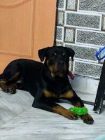 Rottweiler Puppies for sale in New Delhi, Delhi. price: 10,000 INR