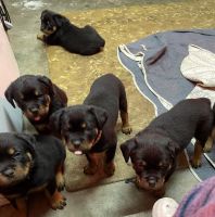 Rottweiler Puppies for sale in Sisters, Oregon. price: $2,500