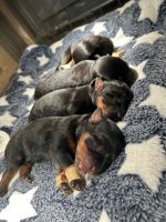 Rottweiler Puppies for sale in Pfafftown, North Carolina. price: $2,000