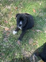 Rottweiler Puppies for sale in Liberty, Texas. price: $550