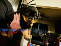 Rottweiler Puppies for sale in Dallas, TX, USA. price: $3,500