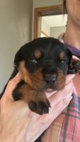 Rottweiler Puppies for sale in Stevens Point, Wisconsin. price: NA