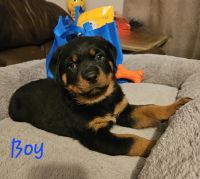Rottweiler Puppies for sale in Council Bluffs, Iowa. price: NA