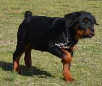 Rottweiler Puppies for sale in Enola, Arkansas. price: $2,000