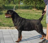 Rottweiler Puppies for sale in Waldorf, Maryland. price: $2,000